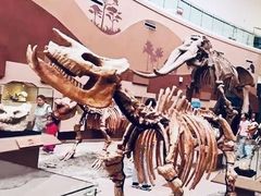 -陕西自然博物馆