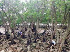 -宝安西湾红树林湿地公园