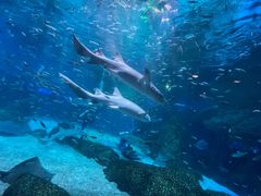 -海合安成都极地海洋公园