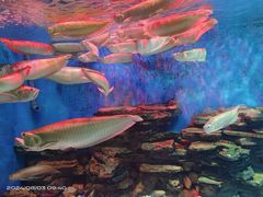 -多彩贵州城极地海洋世界