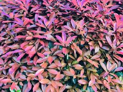 -肯德基(余杭莱蒙店)