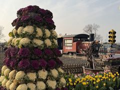 -荷兰花海