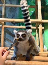 -Zoolung Zoolung动物主题公园(海信广场店)