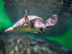 -上海海洋水族馆