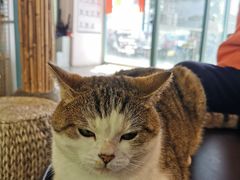 -喵屿·大理花园猫咖