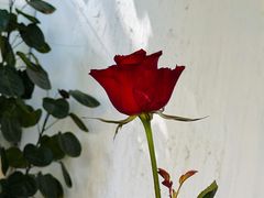 -Mark&Mars Restaurant