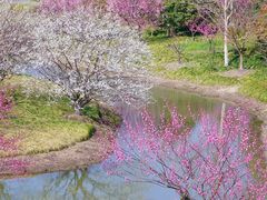 -花开海上生态园