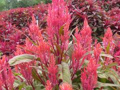 -松山湖南湖湾露营营地