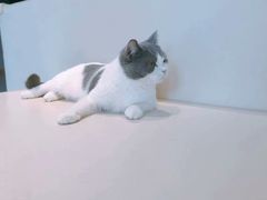 -飞行喵MR PILOT|猫舍·猫咖(静安大融城店)