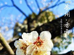 -香雪海
