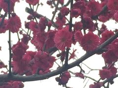 -香雪海
