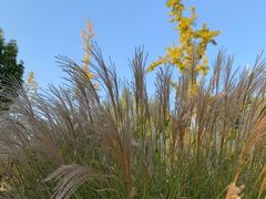 -九里河湿地公园