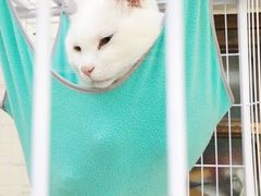 -两棵枇杷树