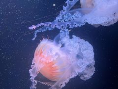 -欢乐海岸海洋奇梦馆