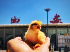 -土门八珍烤鸡腊味店(土门老店)