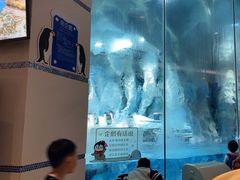 -帝企鹅自助餐厅•儿童岛•真企鹅(长隆企鹅酒店)