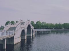 -洛阳郁金香牡丹园