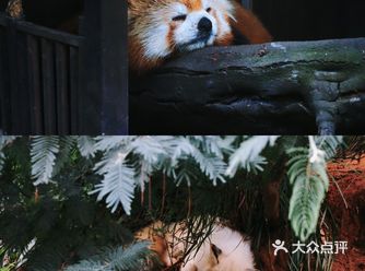 昆明·游玩｜依山而建，看动物的同时，享受自然风光