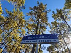 -莫尔道嘎国家森林公园
