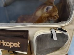 -博特宠物医院24h犬猫全科.骨科·异宠