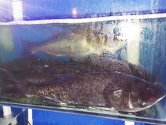 -雲蜀龙阁·金牌水煮鱼(方庄店)