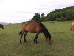 -塞罕坝国家级自然保护区