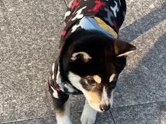 -海心沙亚运公园