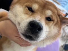 -怪兽屋·羊驼·猫咖·狗咖(俊华广场店)