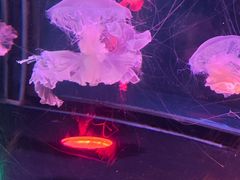 -太平洋海底世界