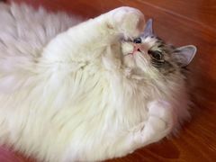 -爱侣宠医·鹦鹉专科·小型哺乳类·异宠专科(灵石路店)