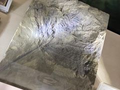 -辽宁古生物博物馆