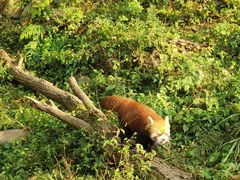 -都江堰中华大熊猫苑