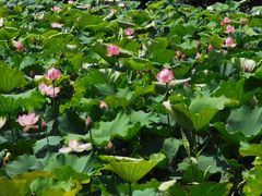 -艾溪湖湿地公园