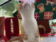 -纳吉亚猫专科动物医院·北北分院