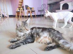 -70cat德文卷毛猫·缅因猫纯种猫舍
