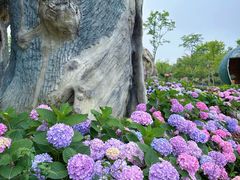 -都江堰玫瑰花溪谷