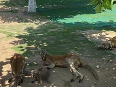 -西霞口神雕山野生动物世界