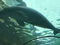 -悉尼海洋生物水族馆