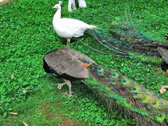 -昆明动物园