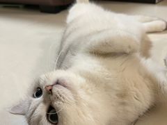 -lincat·猫舍(广州店)