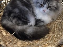 -飞行喵MR PILOT|猫舍·猫咖(静安大融城店)