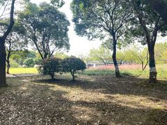 -贡湖湾湿地公园