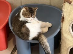 -平行世界·猫咖(首经贸店)