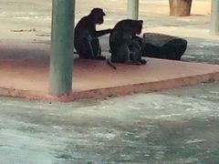 -广东茂名森林公园