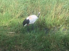-黑龙江扎龙生态旅游区