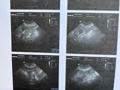 -乐派堂宠物医院·猫友好· 心脏科(东街店)