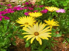 -南通洲际绿博园