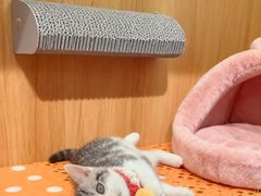 -欣宠猫屋·矮脚拿破仑·蓝金金渐层