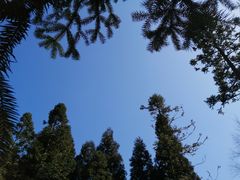 -武陵山森林公园