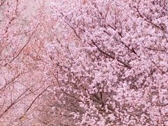 -北纬44度·金珠花海休闲农业旅游景区